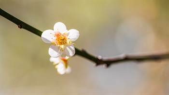 <i>Prunus mume</i> (Flowering Apricot)